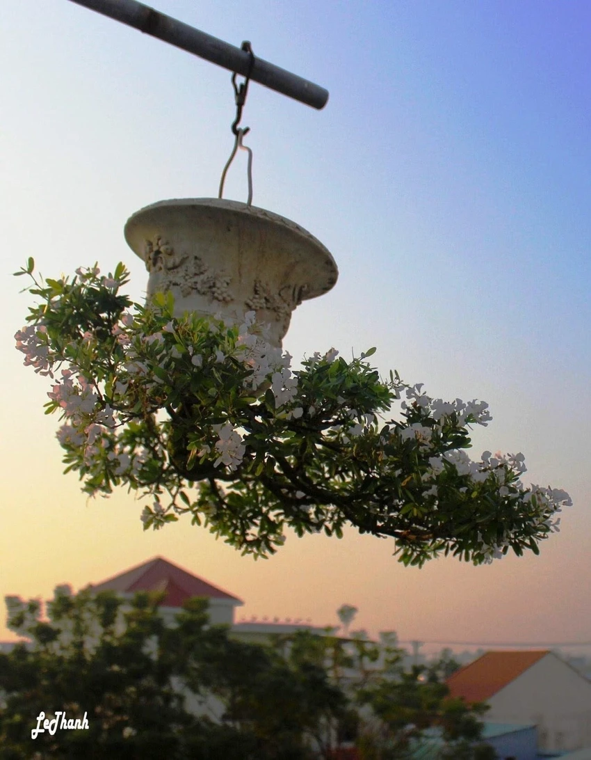 di-nhan-xu-Quang-voi-gian-bonsai-nguoc-nuc-tieng-48.jpeg