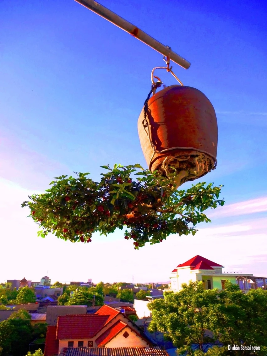 di-nhan-xu-Quang-voi-gian-bonsai-nguoc-nuc-tieng-50.jpeg