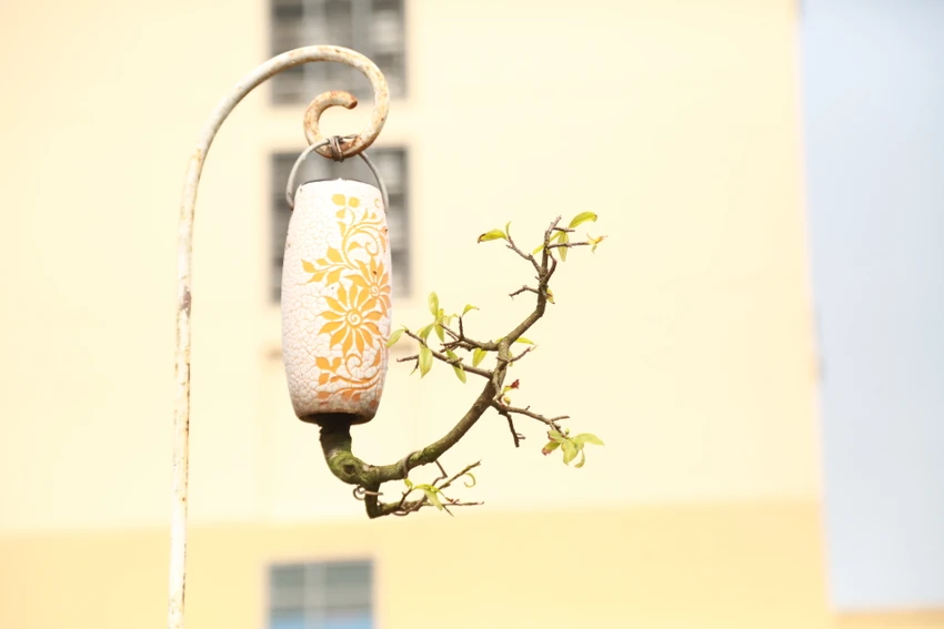 di-nhan-xu-Quang-voi-gian-bonsai-nguoc-nut-tieng-123.JPG