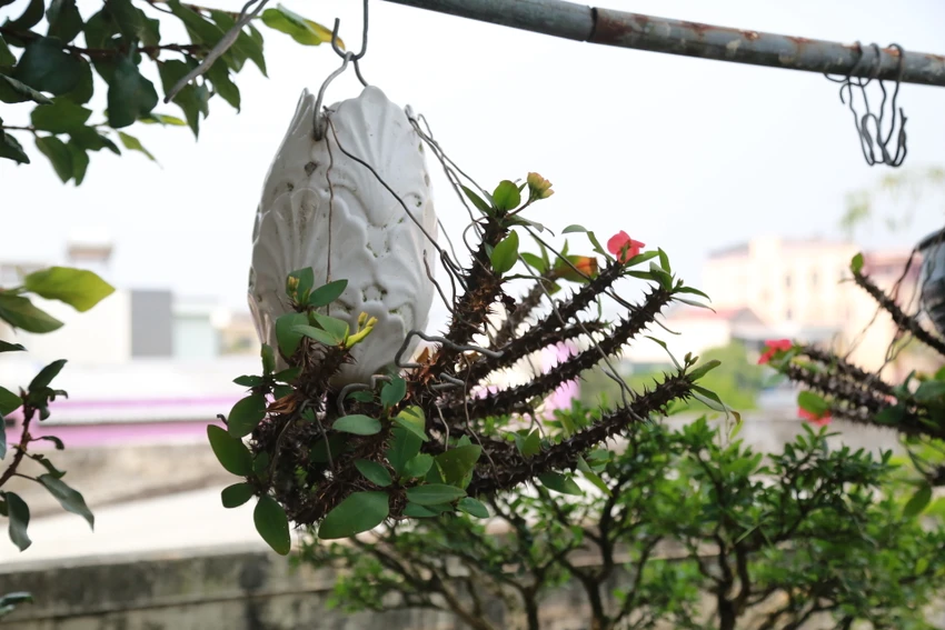 di-nhan-xu-Quang-voi-gian-bonsai-nguoc-nut-tieng-14.JPG