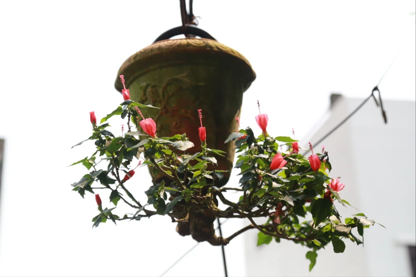 di-nhan-xu-Quang-voi-gian-bonsai-nguoc-nut-tieng-26.JPG
