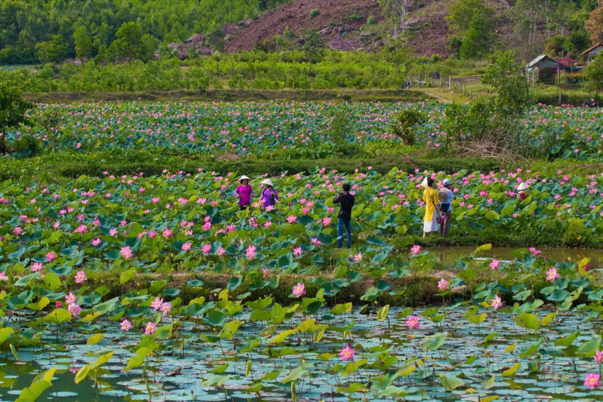 Thich-thu-check-in-dam-san-tra-ly-lon-nhat-Quang-Nam-12.jpeg