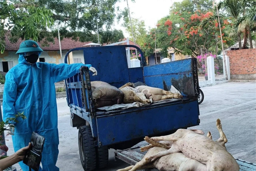 Phường Quảng Phú ghi nhận nhiều ổ dịch tả heo châu Phi.
