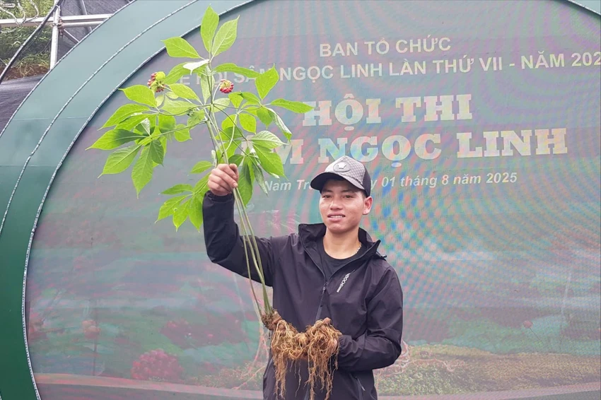 Các hộ trồng sâm mang những cây Sâm Ngọc Linh đẹp nhất đến dự hội thi.