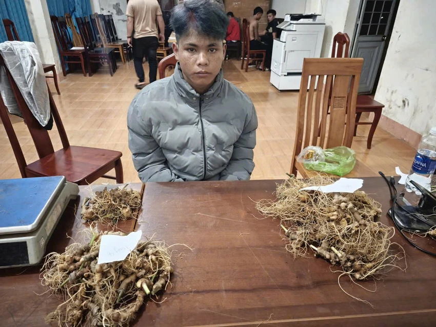 trom-300-cay-sam-ngoc-linh-1.jpeg