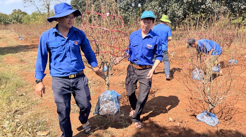 hoa đào 1.jpg