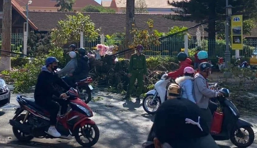 cây đổ 1.jpg