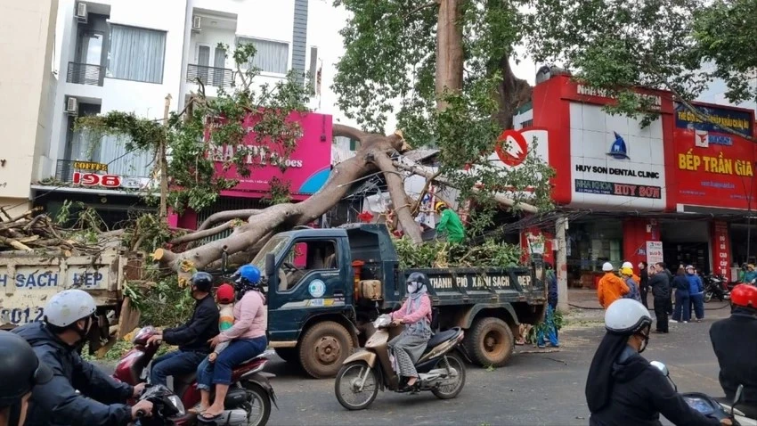 cây đổ 2.jpg