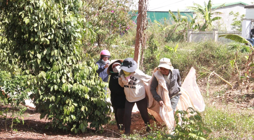 hồ tiêu 4.JPG