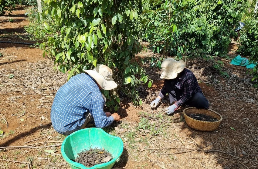 hồ tiêu 7.jpg