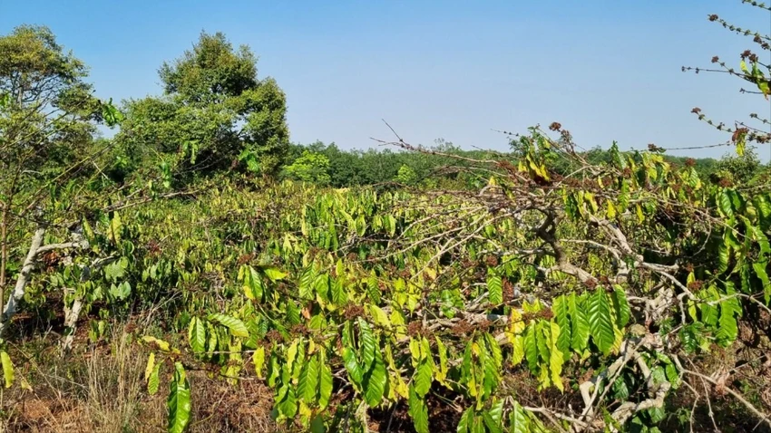 NẮNG HẠN 6.jpg