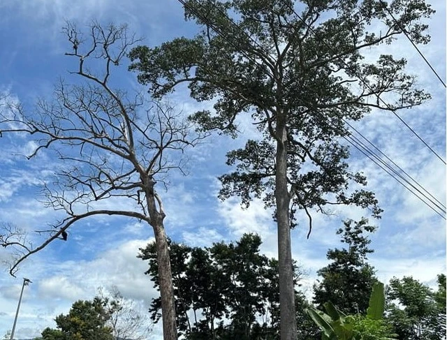 dầu rái 1.jpg