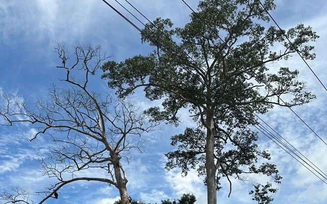 dầu rái 2.jpg