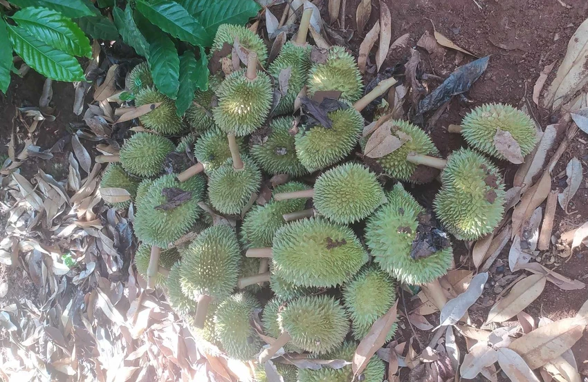 sầu riêng 10.jpg