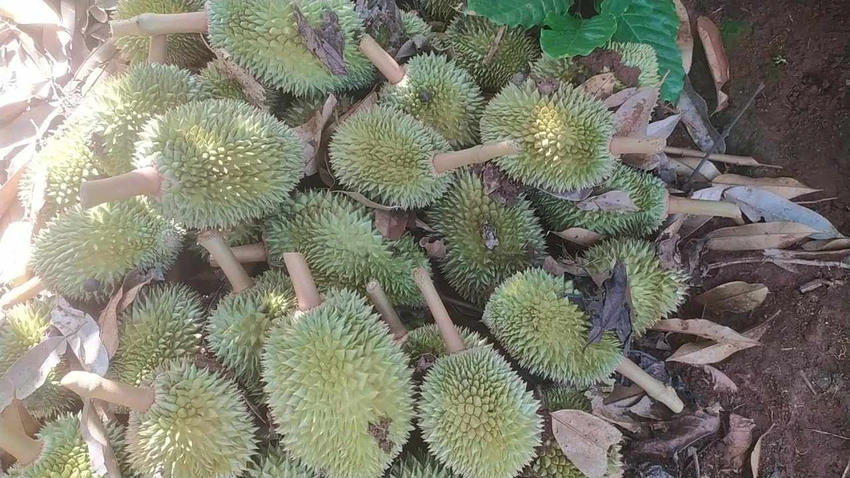 sầu riêng.jpg