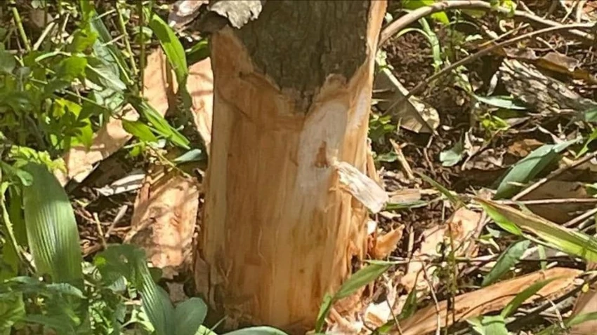 đẽo vỏ sầu riêng.jpg