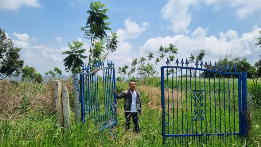 cây cà phê 1.jpg