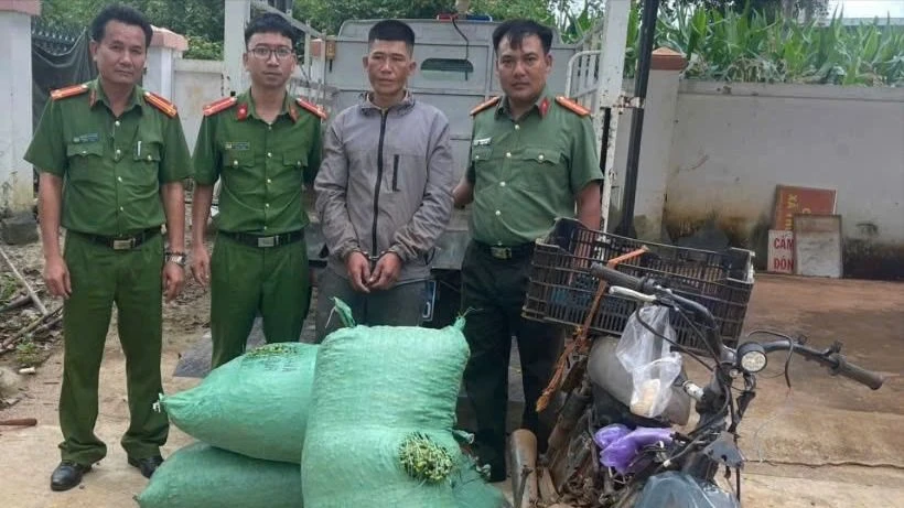 hái trộm cà phê 1.jpg