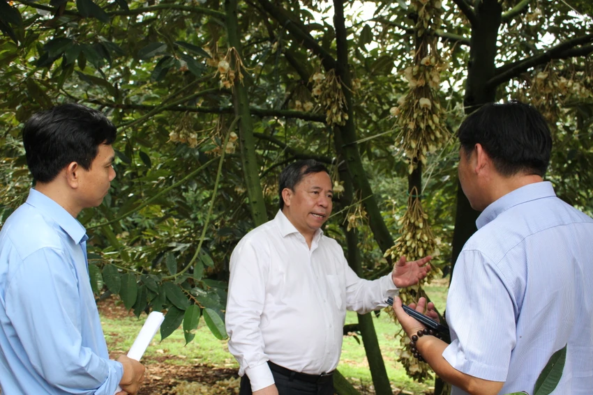 hoa sầu riêng
