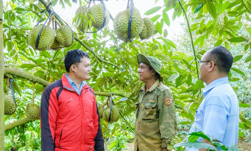 sầu riêng Đắk Lắk.jpg