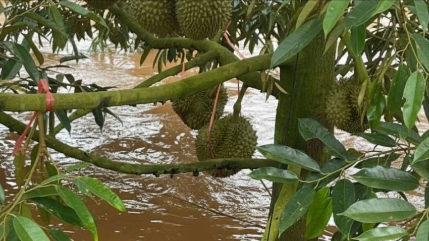 sầu riêng ngập trong nước 1.jpg