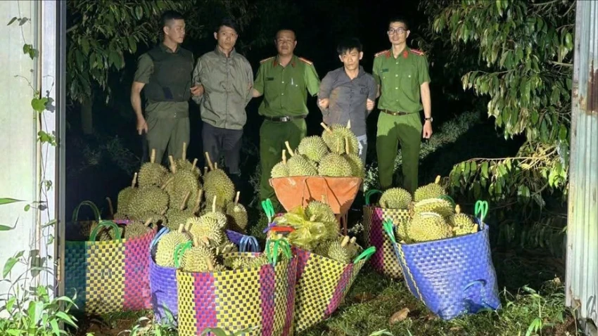 trộm cắp sầu riêng.jpg