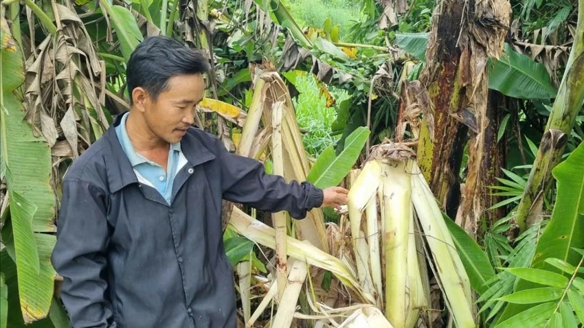 phá hoại hoa màu 2.jpg