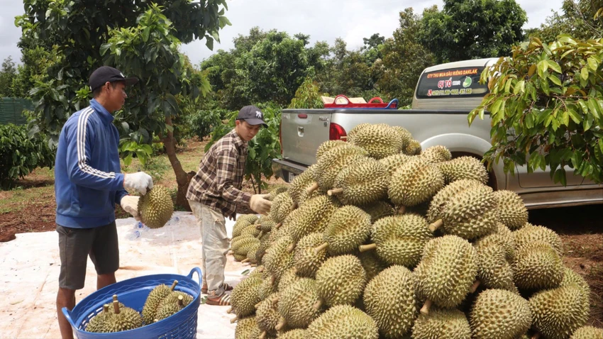 sầu riêng 1.jpg