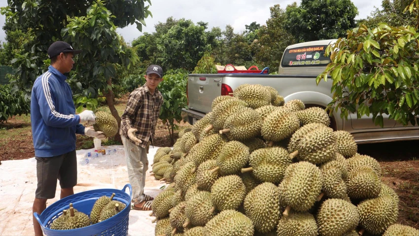 sầu riêng 14.jpg