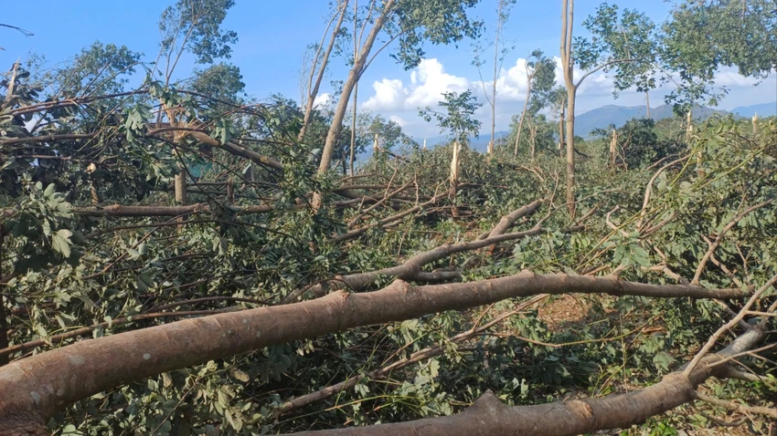 bão số 13 117.jpg