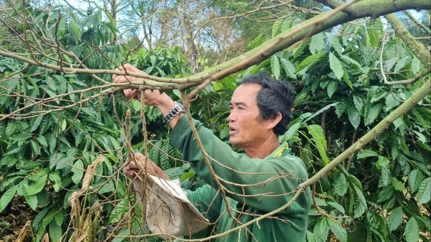 sầu riêng 014.jpg