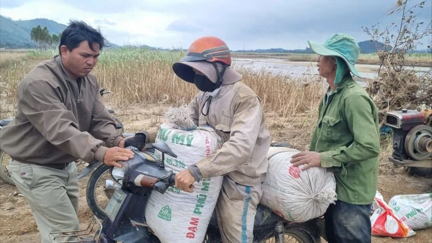 cánh đồng 3.jpg
