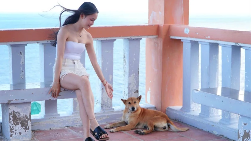 Bạn chó vàng 1.jpg
