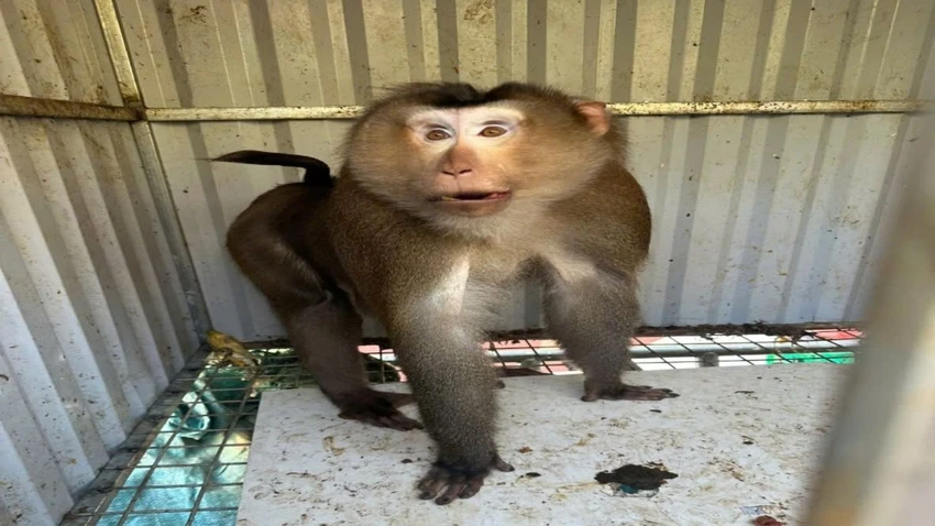 khỉ mốc 0.jpg