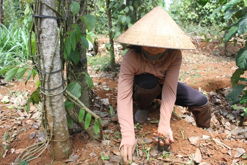 hồ tiêu 1.JPG