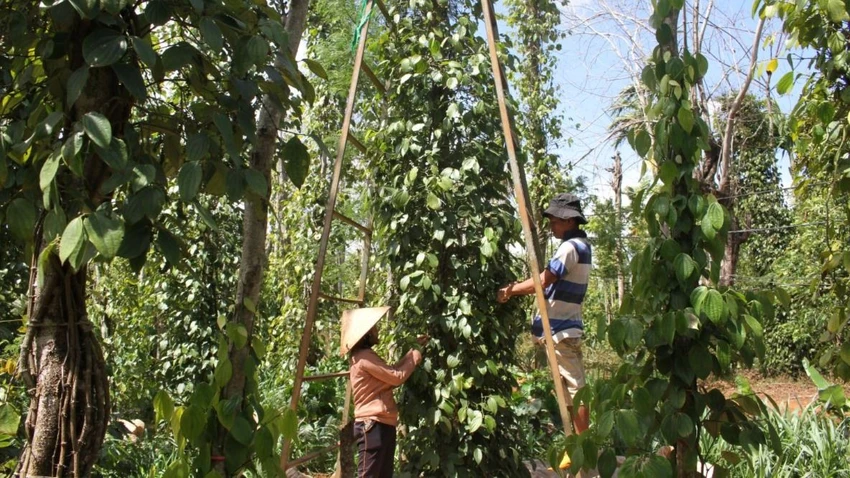 hồ tiêu.JPG