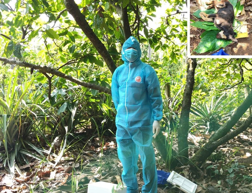 chó dại.jpg