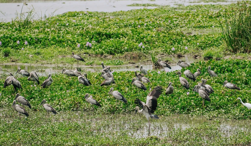 cò nhạn 1.jpg