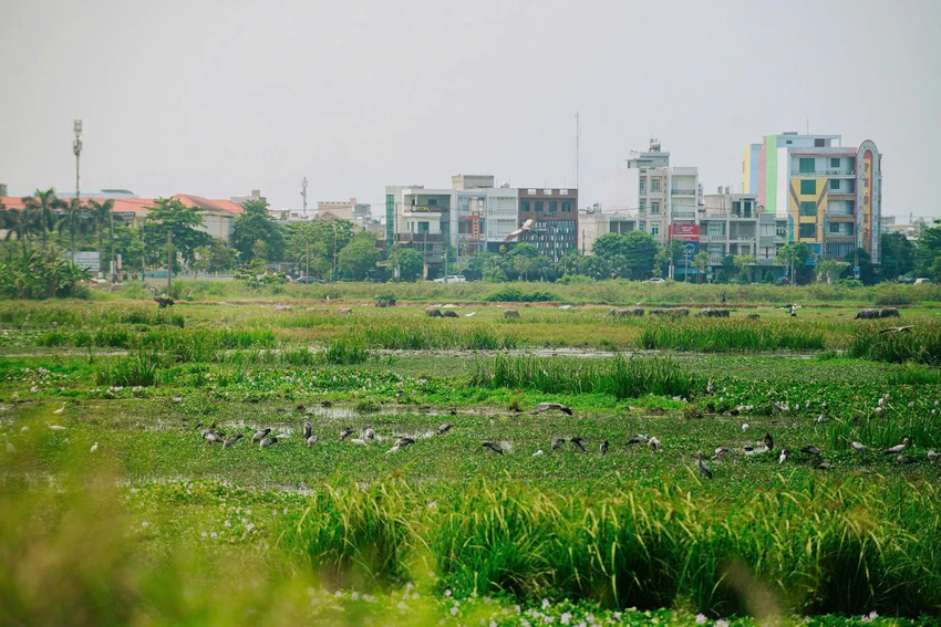 cò nhạn 2.jpg