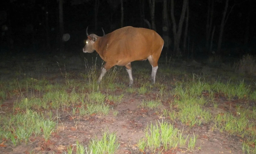 bò rừng.jpg