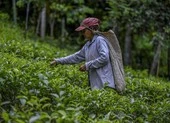 Sri Lanka cấm phân bón nhiễm vi khuẩn có hại của Trung Quốc