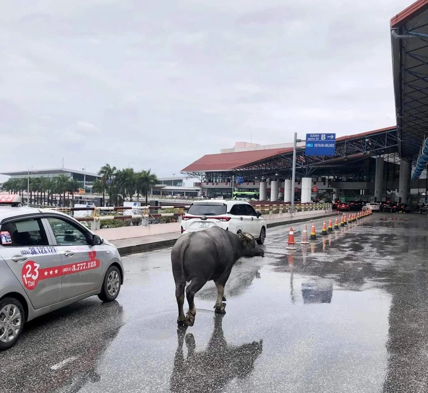 Hình ảnh trâu xuất hiện ở sân bay Nội Bài