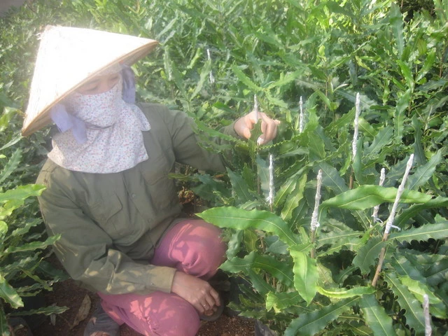 Trắng tay vì trồng phải giống mắc ca ‘đểu’ ảnh 2 Trắng tay vì trồng phải giống mắc ca ‘đểu’ ảnh 2