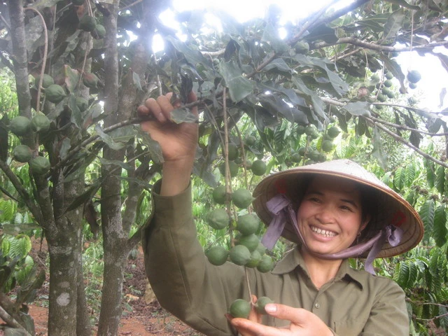 Trắng tay vì trồng phải giống mắc ca ‘đểu’ ảnh 3 Trắng tay vì trồng phải giống mắc ca ‘đểu’ ảnh 3