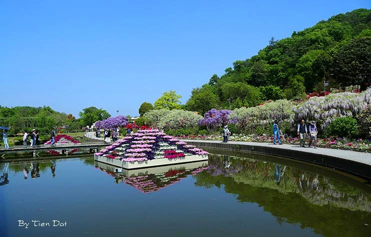 Ngắm 'Á hậu hoa” ngàn năm tuổi ở xứ Phù Tang ảnh 4 Ngắm 'Á hậu hoa” ngàn năm tuổi ở xứ Phù Tang ảnh 4