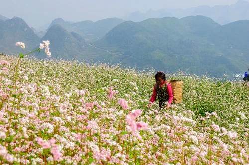 Hoa tam giác mạch nở từ cuối tháng 10 đến khoảng tháng 11, thu hút rất đông du khách đến Hà Giang. Ảnh: Hachi8 TGM0-1413354861-660x0-1597-1442197333.jp