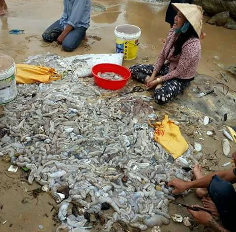 Nhiều người dân và du khách vớt hải sâm tại khu vực biển Dinh Cậu (thị trấn Dương Đông) - ảnh Lê Khoa