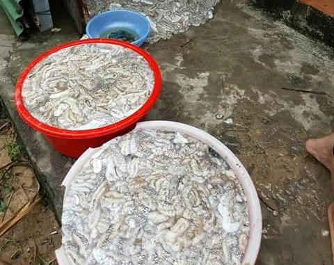 Nhiều người dân và du khách vớt hải sâm tại khu vực biển Dinh Cậu (thị trấn Dương Đông) - Ảnh: Lê Khoa