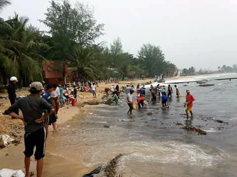 Bãi biển khu vực khách sạn Eden Phú Quốc ( xã Dương Tơ, Phú Quốc) xuất hiện hàng ngàn con hải sâm - Ảnh: Nguyễn Thảo Ly
