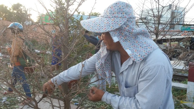 Nghe nghệ nhân bày cách chơi mai ngày tết ảnh 2 Nghe nghệ nhân bày cách chơi mai ngày tết ảnh 2